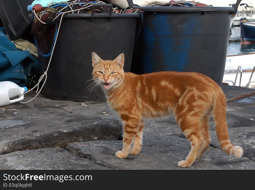 Sea cat