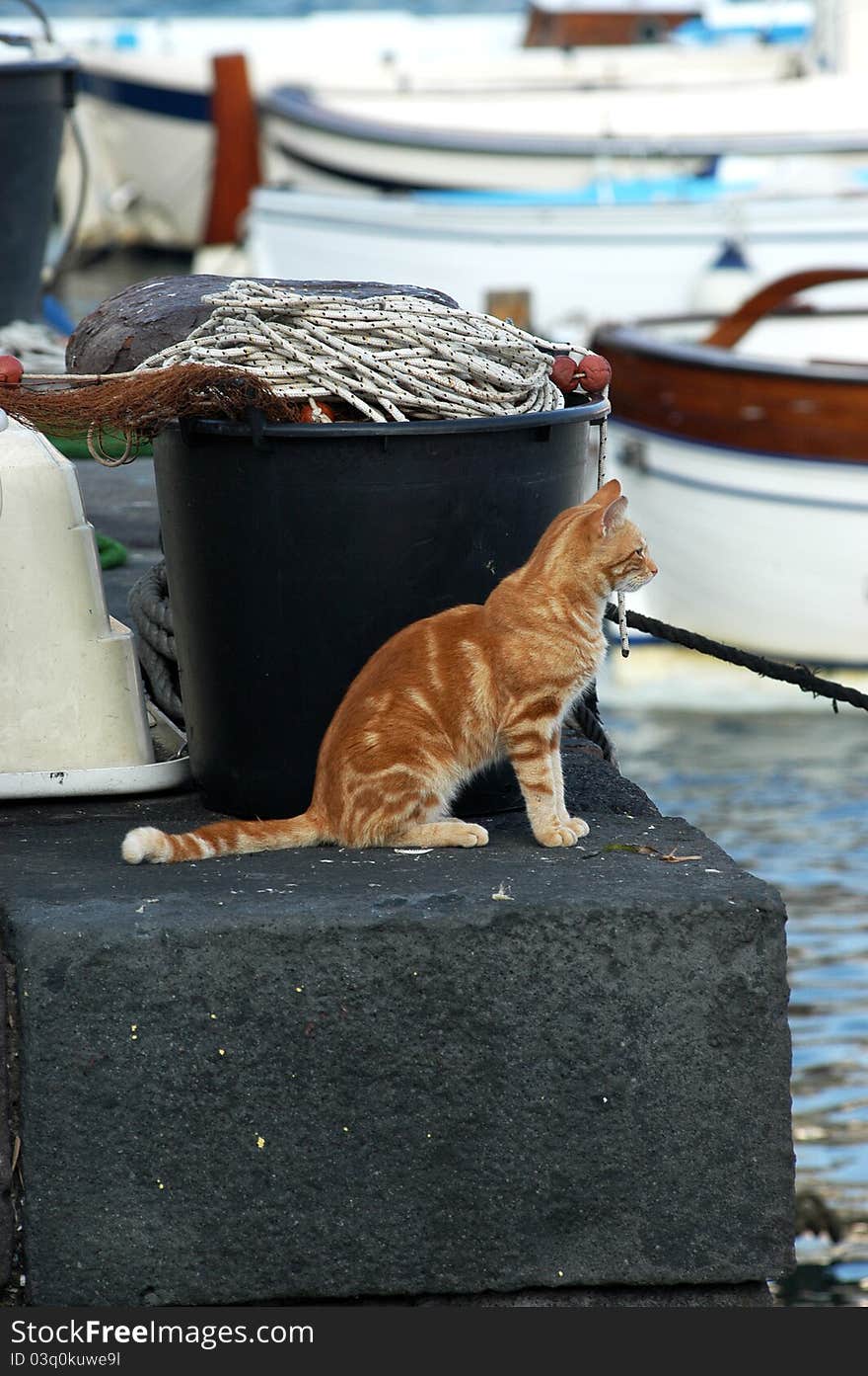 Sea cat waiting