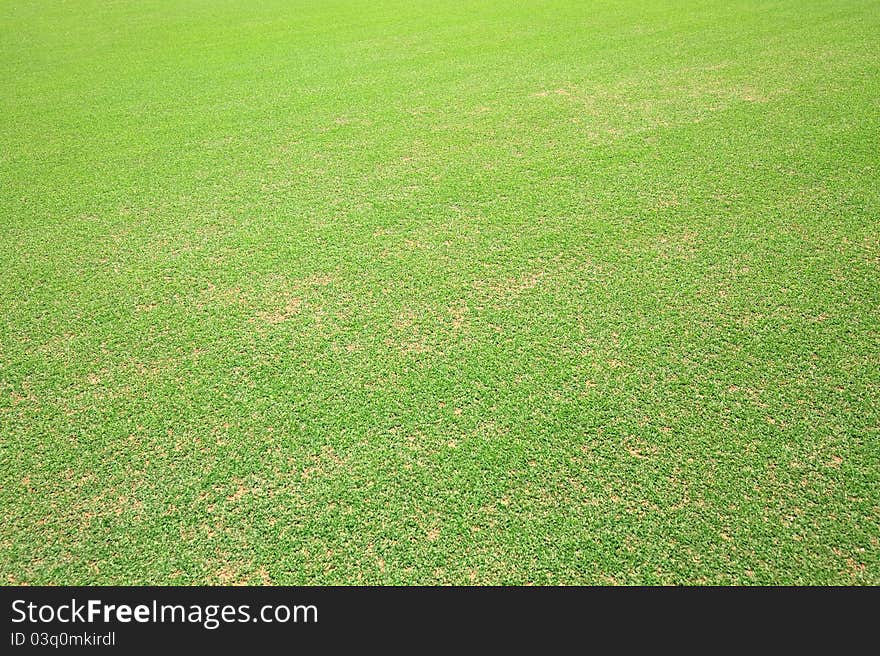 Grass on the field for golf. Grass on the field for golf.