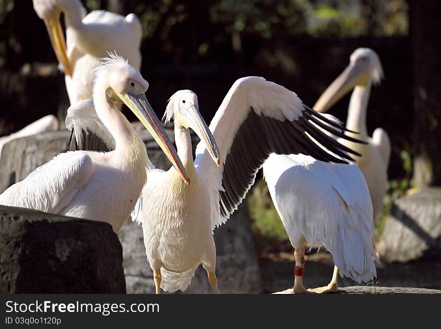 Pelican is going to fly with sunlight