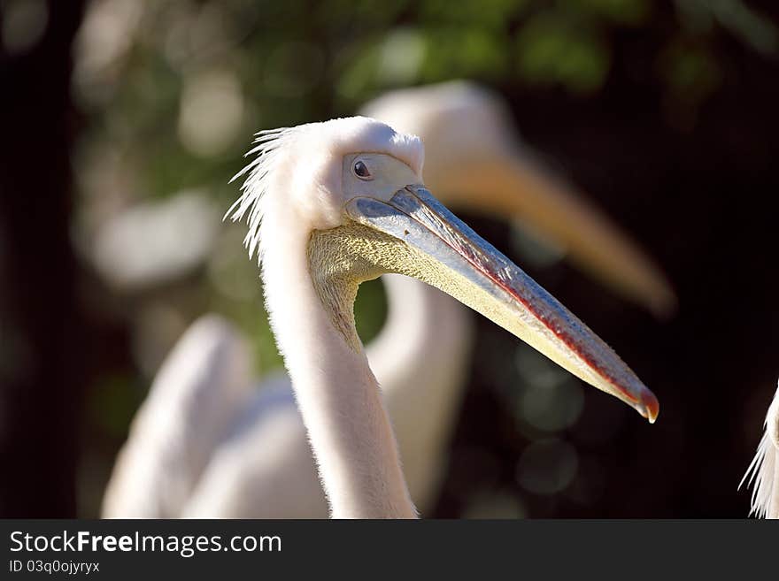 Pelican is watching something in sunlight