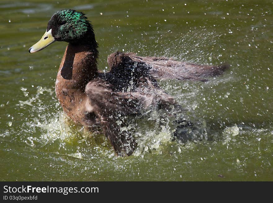 Mallard Duck Splashing