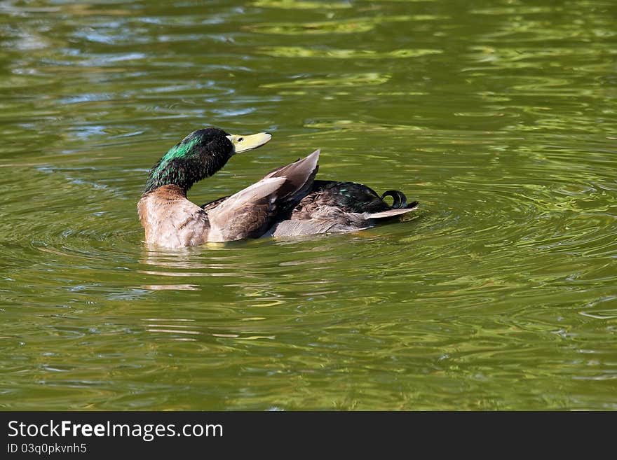 Mallard Duck