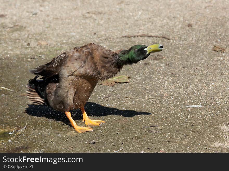 Mallard Duck Shaking Water