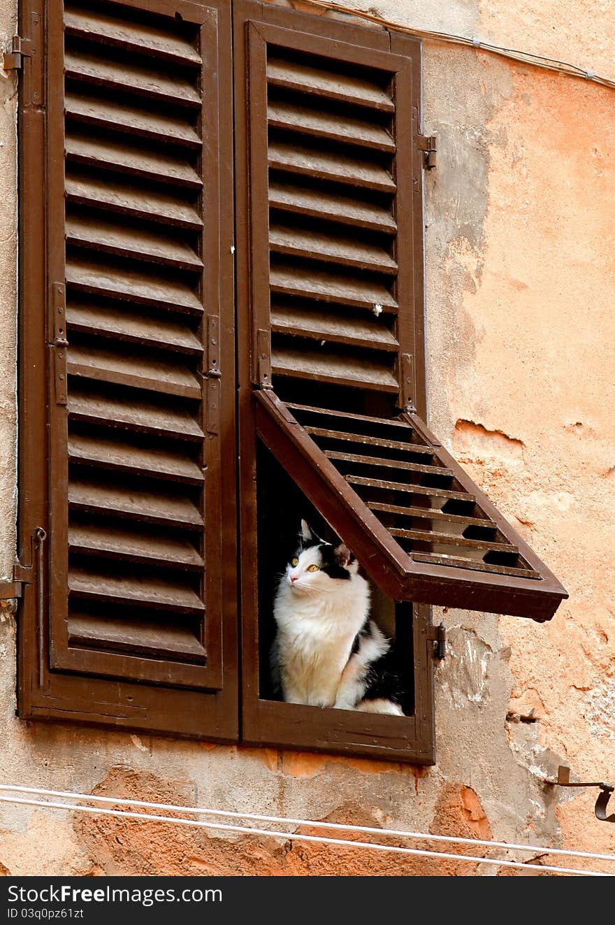 An inquisitive cat, looking out the window of the house. An inquisitive cat, looking out the window of the house