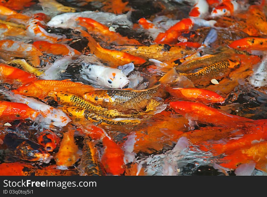 Colorful Koi or carp chinese fish in water. Colorful Koi or carp chinese fish in water