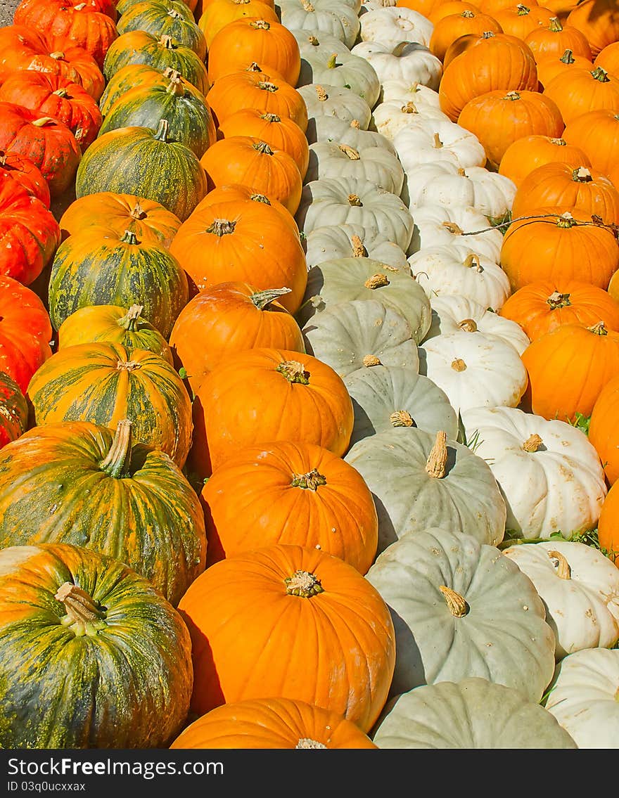 Colorful Pumpkins