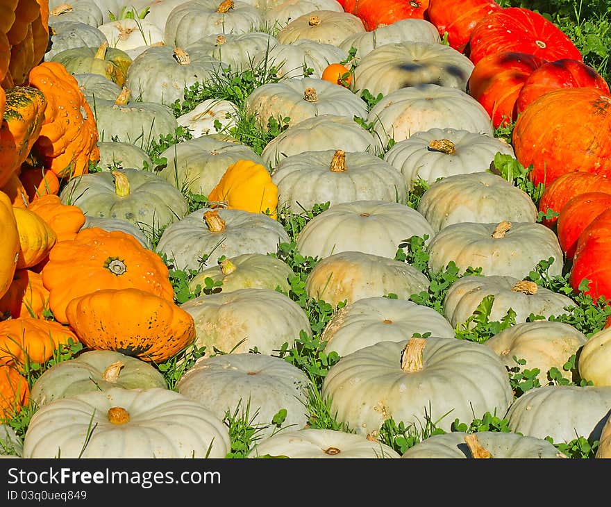 Colorful pumpkins collection on the autumn market