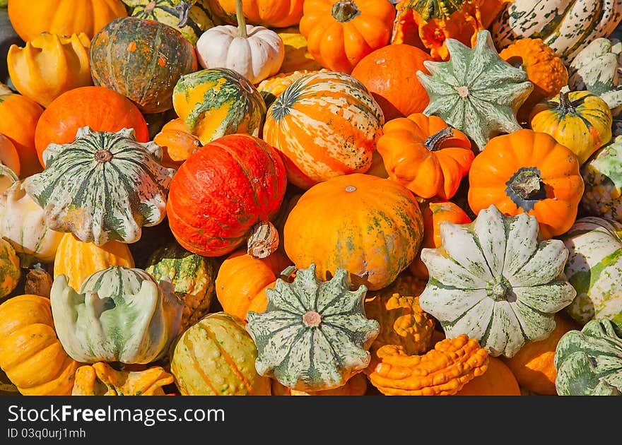 Colorful pumpkins collection on the autumn market