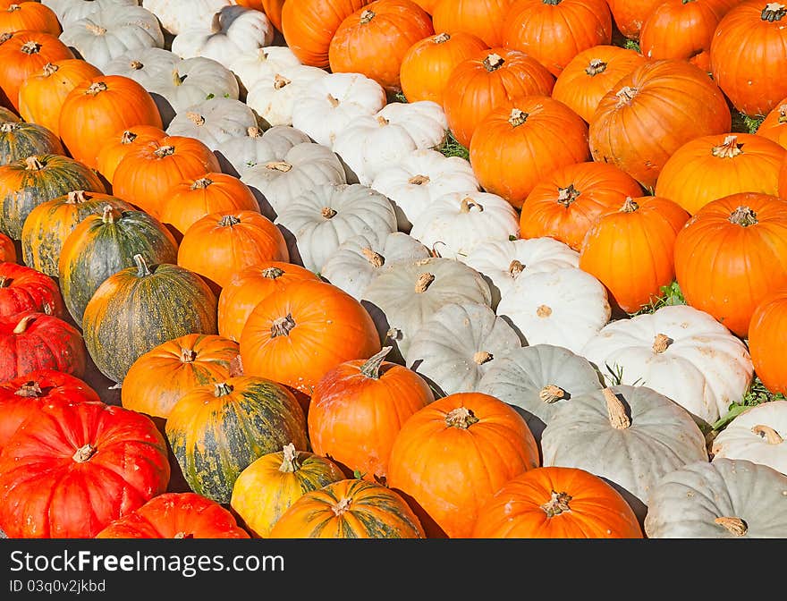 Colorful pumpkins collection on the autumn market