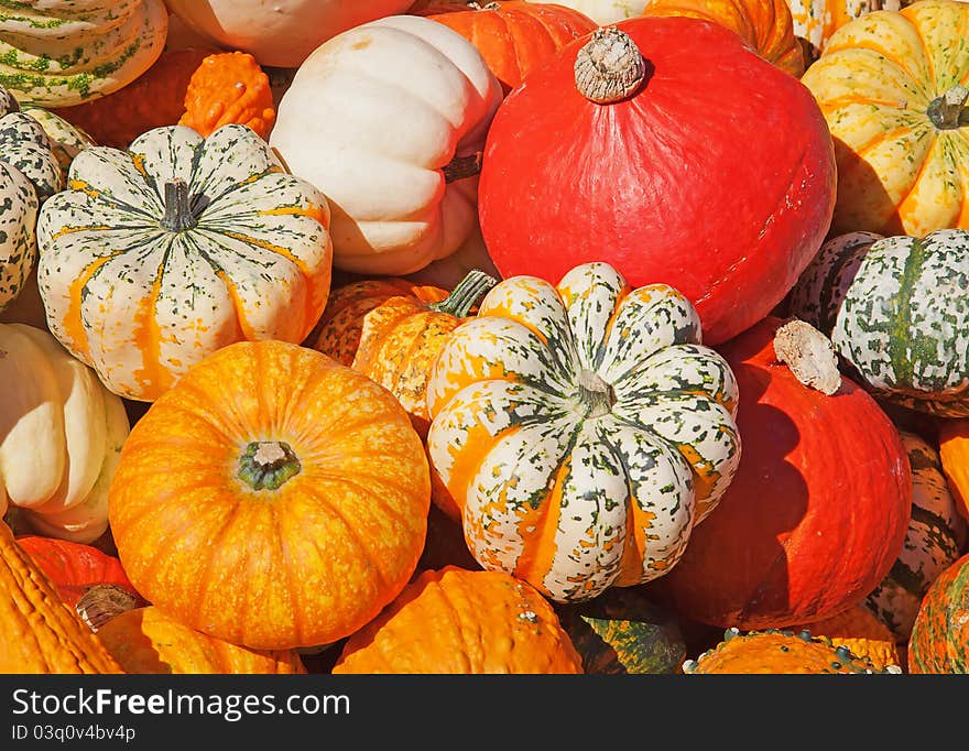 Colorful pumpkins collection on the autumn market