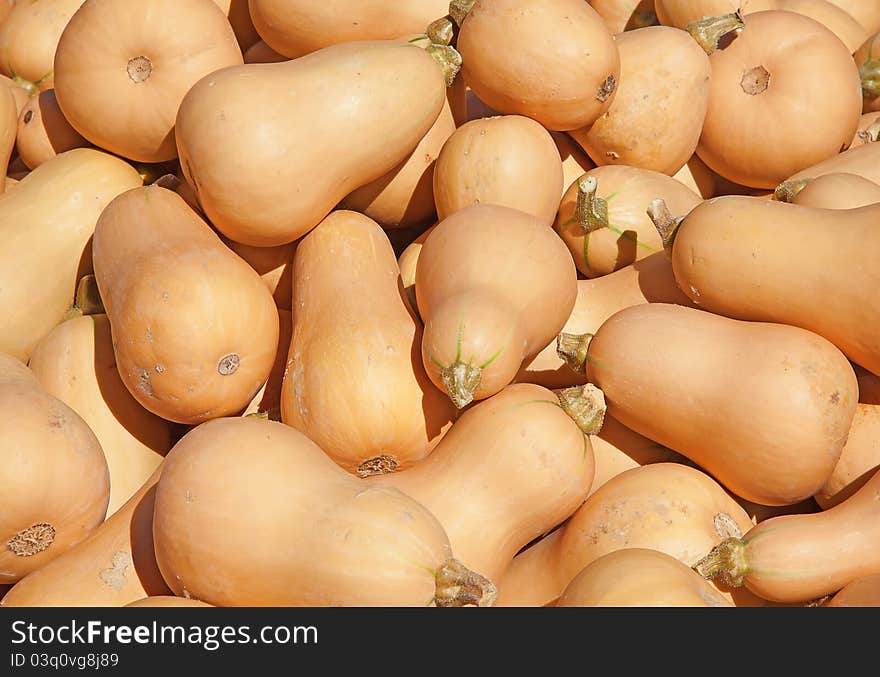 Colorful pumpkins collection on the autumn market