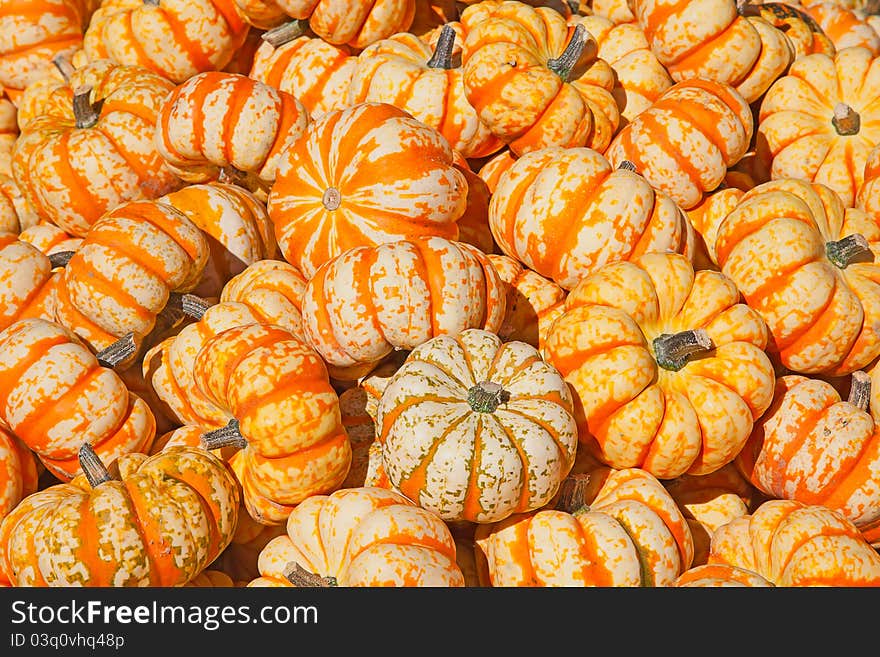 Colorful pumpkins collection on the autumn market