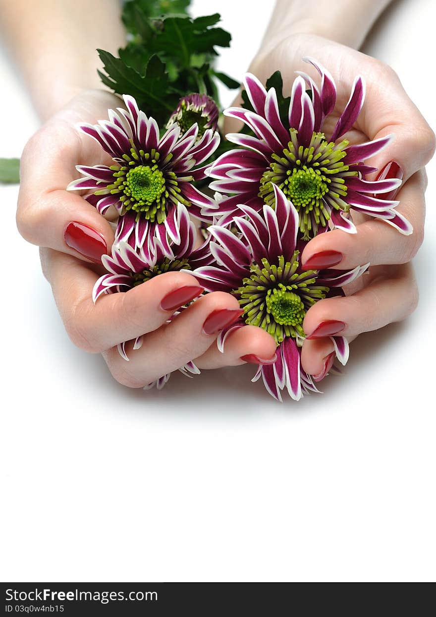 Beautiful manicured hands with bunch of exotic purple flowers. isolated. Beautiful manicured hands with bunch of exotic purple flowers. isolated