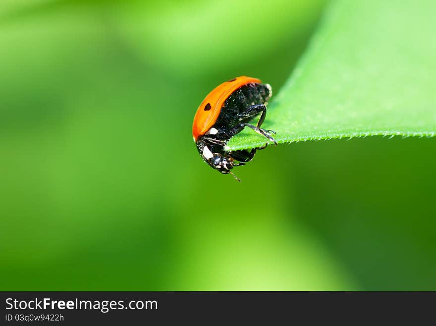 Ladybird