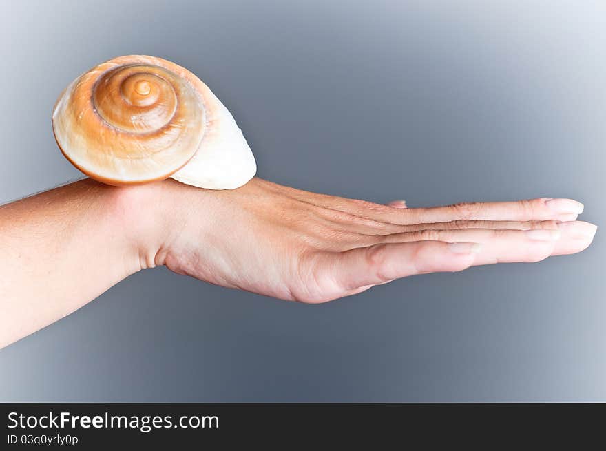 Sea ​​shell on the hand, on a blue background