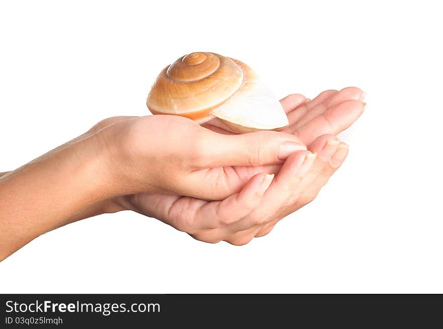 Sea ​​shell on the hand, on a blue background. Sea ​​shell on the hand, on a blue background