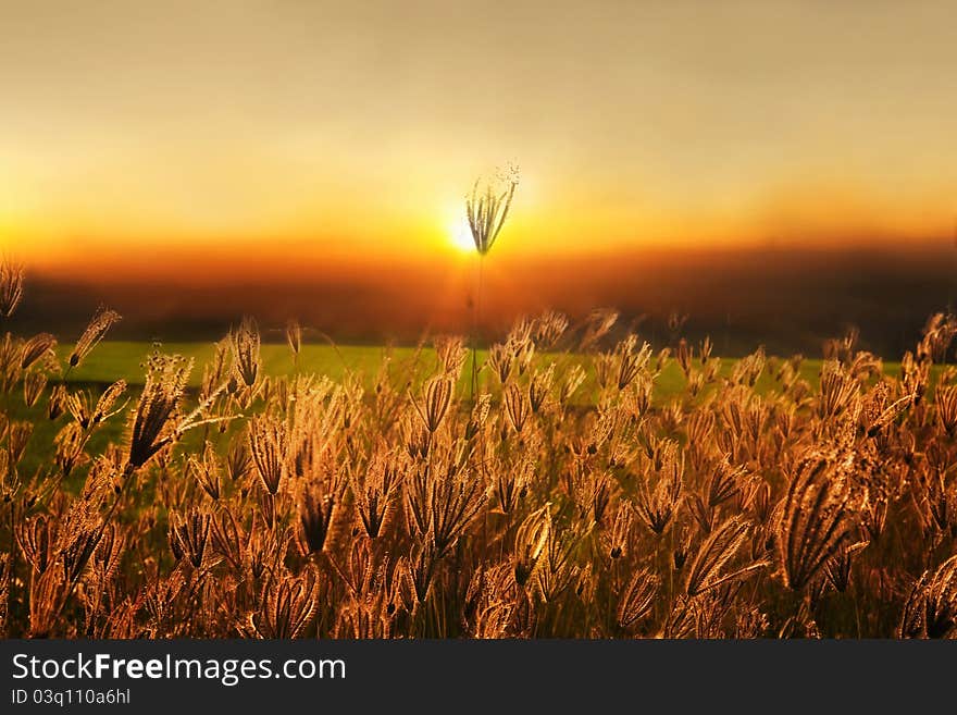 Grass lily field on sunset background. Grass lily field on sunset background