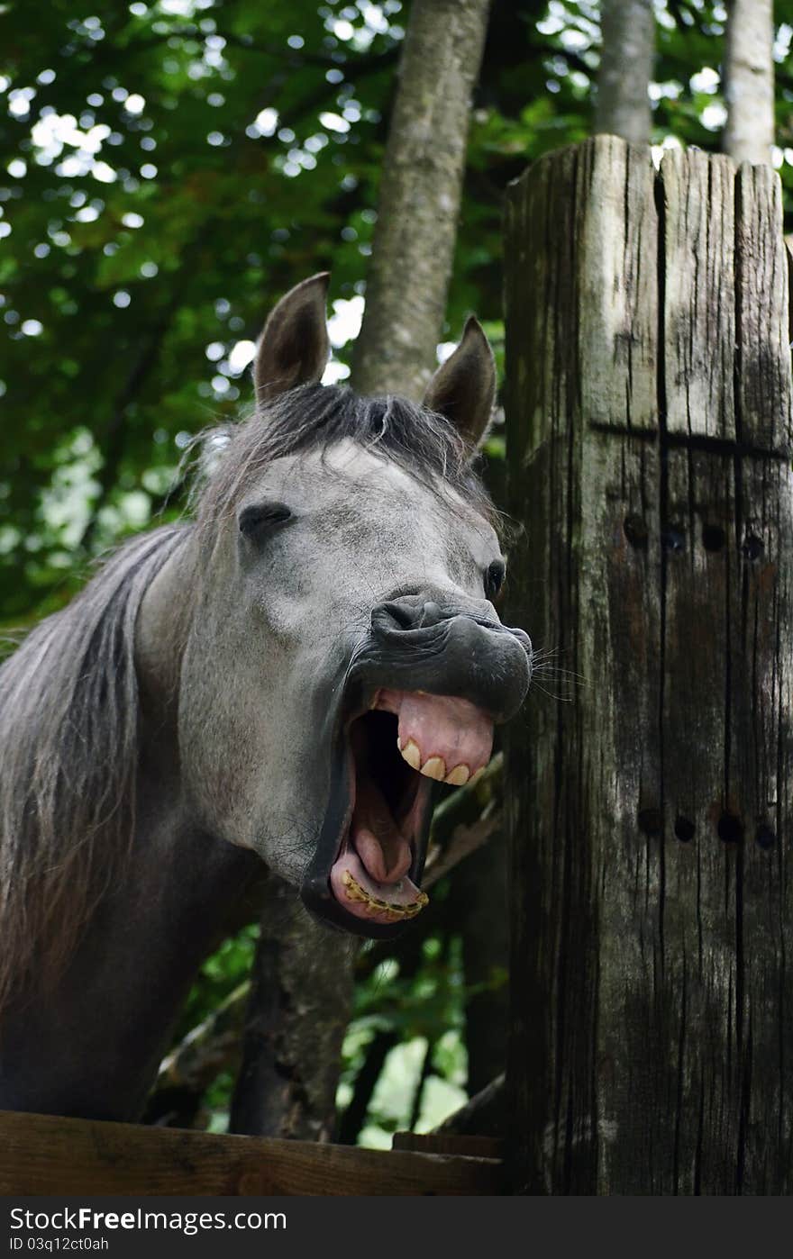 A photo of a yawning grey horse showing it`s teeth and gums. A photo of a yawning grey horse showing it`s teeth and gums.