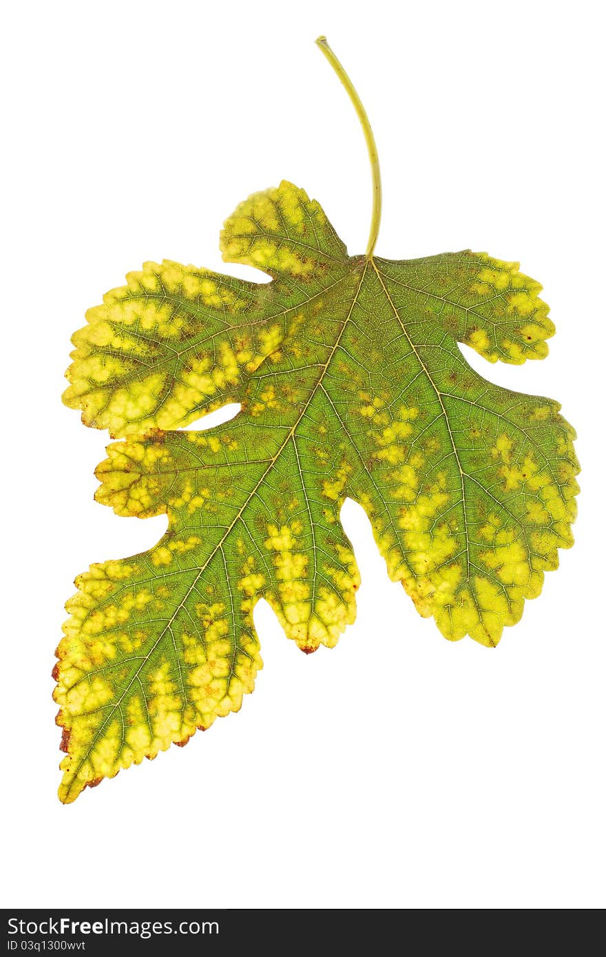 Autumnal leaf from the mulberry against the white background