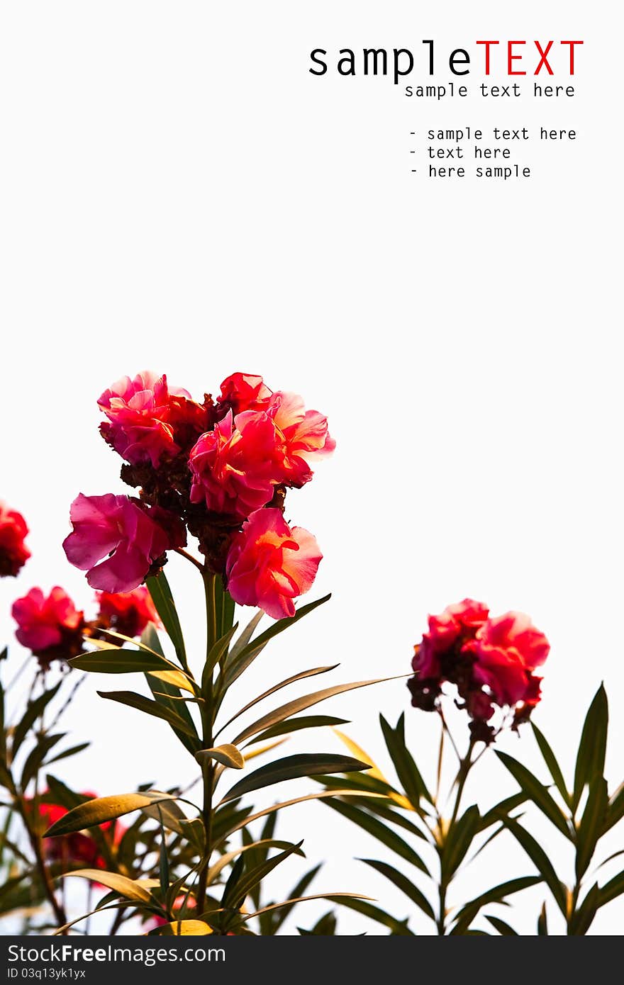 Tropical pink flower isolate on white background