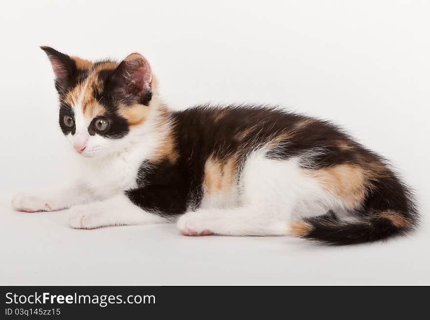 Young cat isolated on white