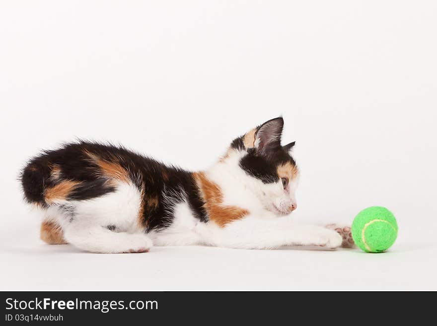 Young cat isolated on white