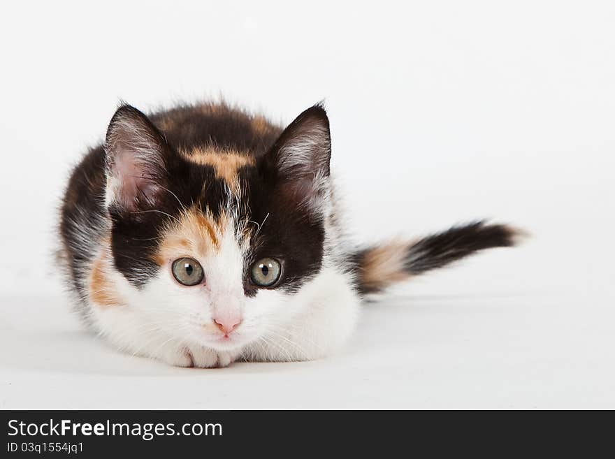 Young cat isolated on white