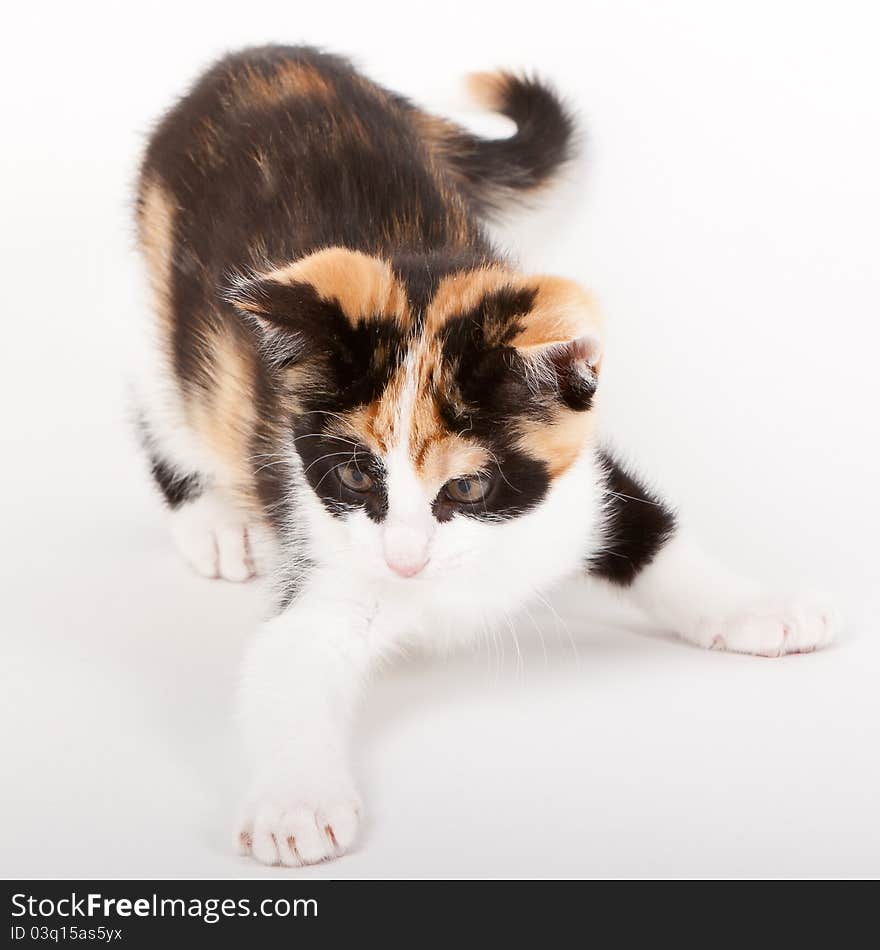 Young cat isolated on white