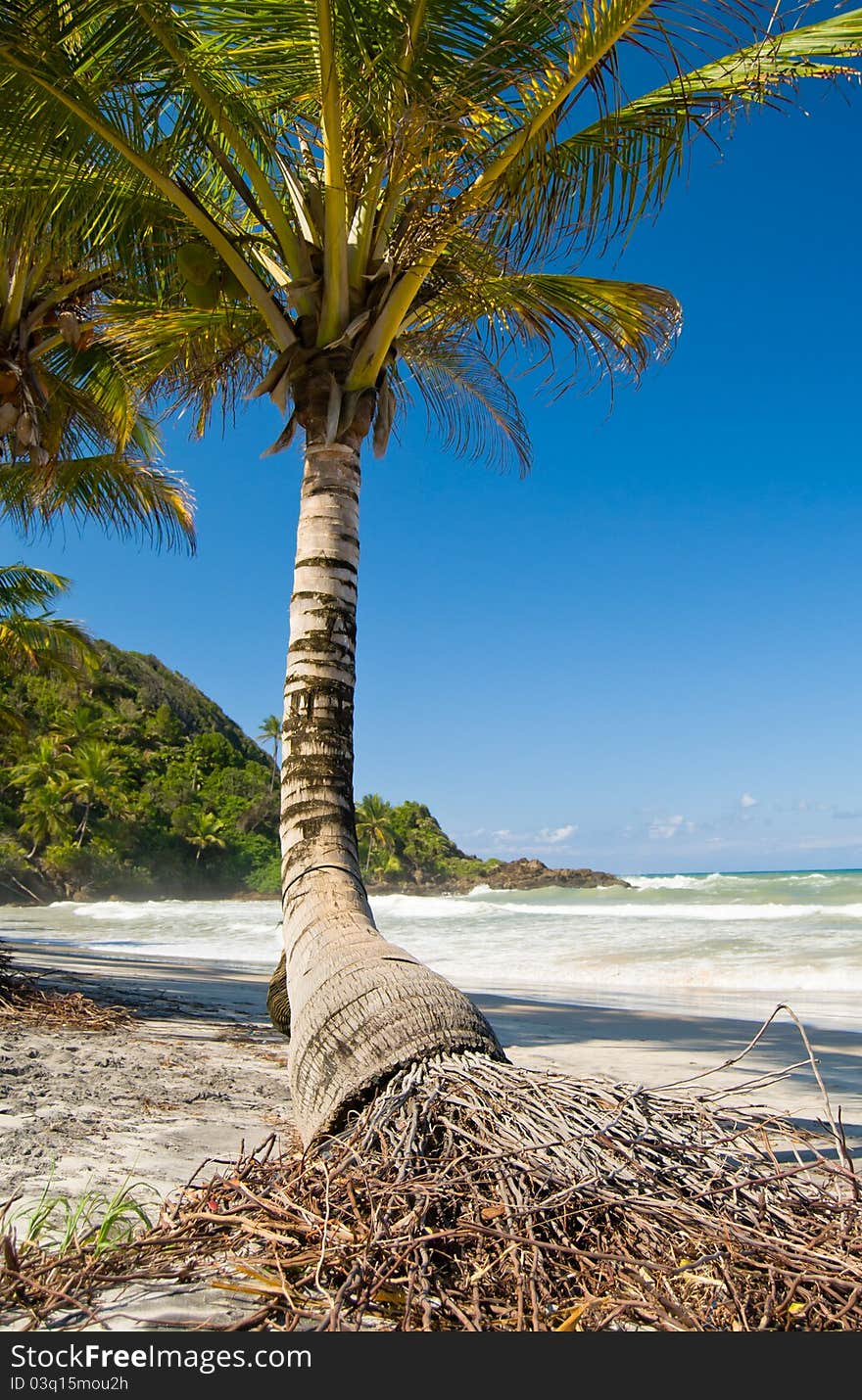 Single palm tree on a beach