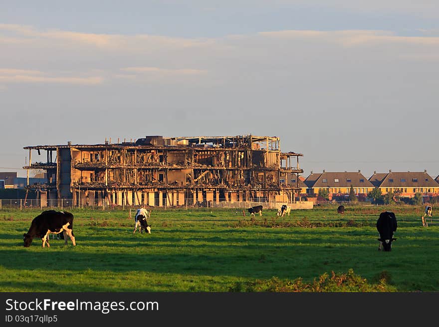 Building burned out by fire with cows grazing in grassland