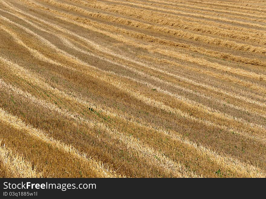 Wheatfield