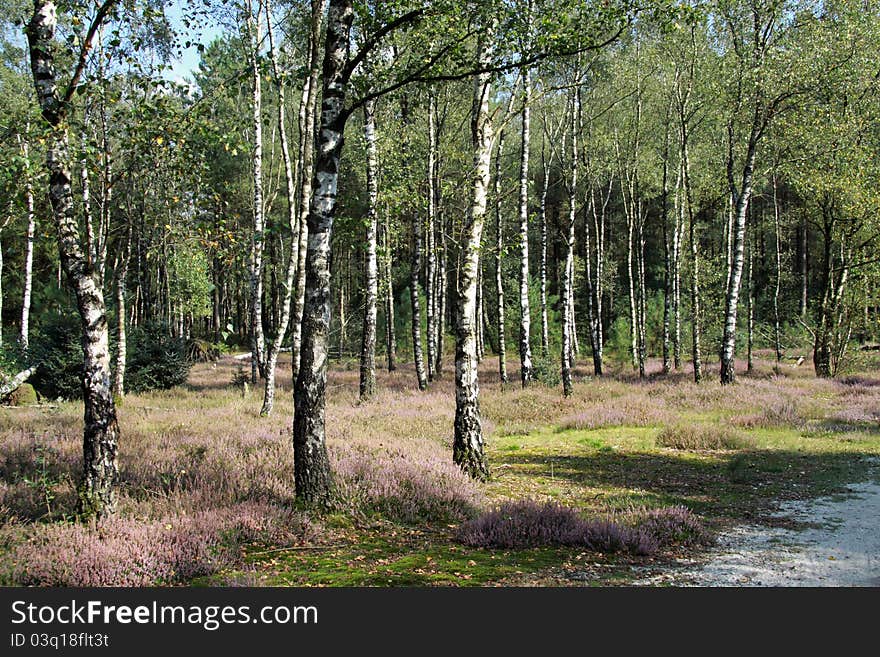 Purple heathland in the bunch