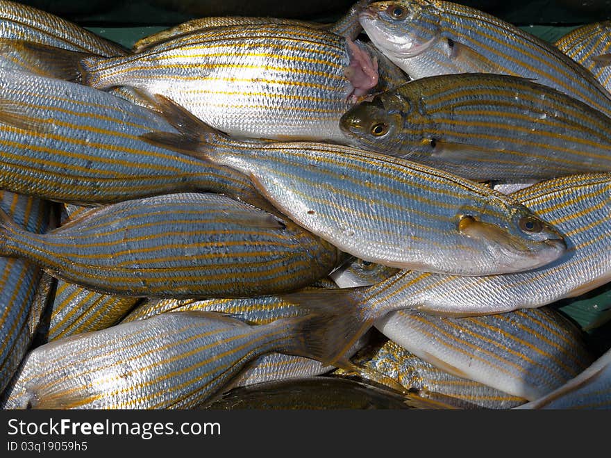 A bunch of catched sea breams