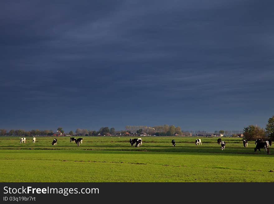 Landscape with grassland and cows