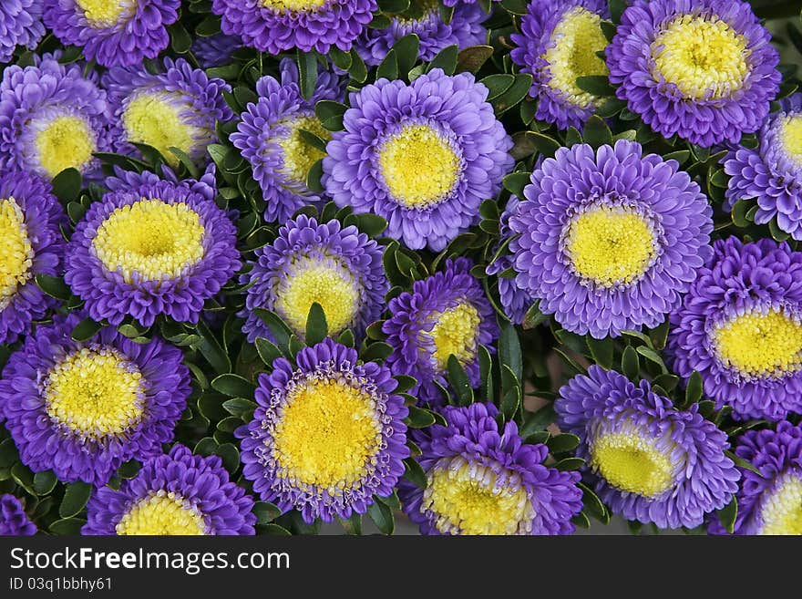 Bouquet of fresh lilac asters. Bouquet of fresh lilac asters