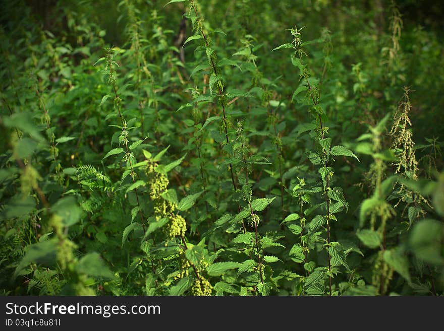 Nettle shrubs