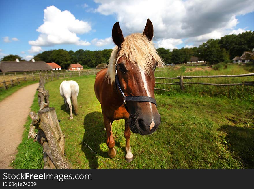 Brown and white horse grazing