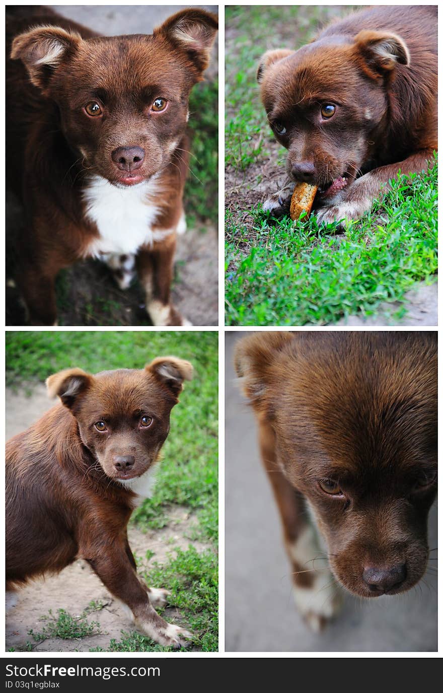 Collage of photos of a brown dog