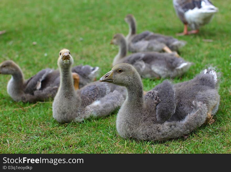 Baby Geese Lying On The Lawn