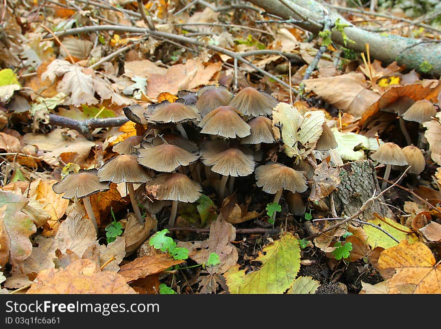 Mushroom in the autumn forest