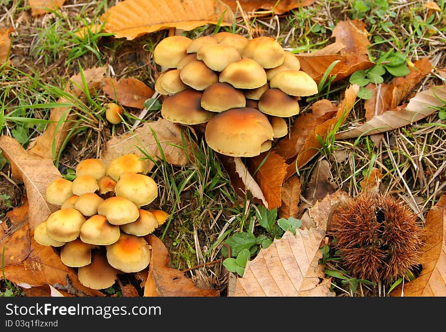 Mushrooms in a forest of chestnut trees