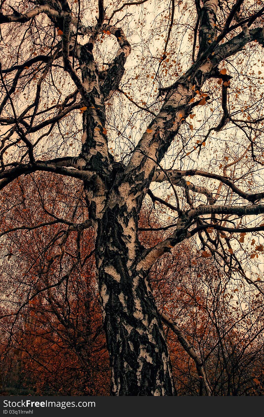 Trunk and branches of birch with orange leaves. Trunk and branches of birch with orange leaves