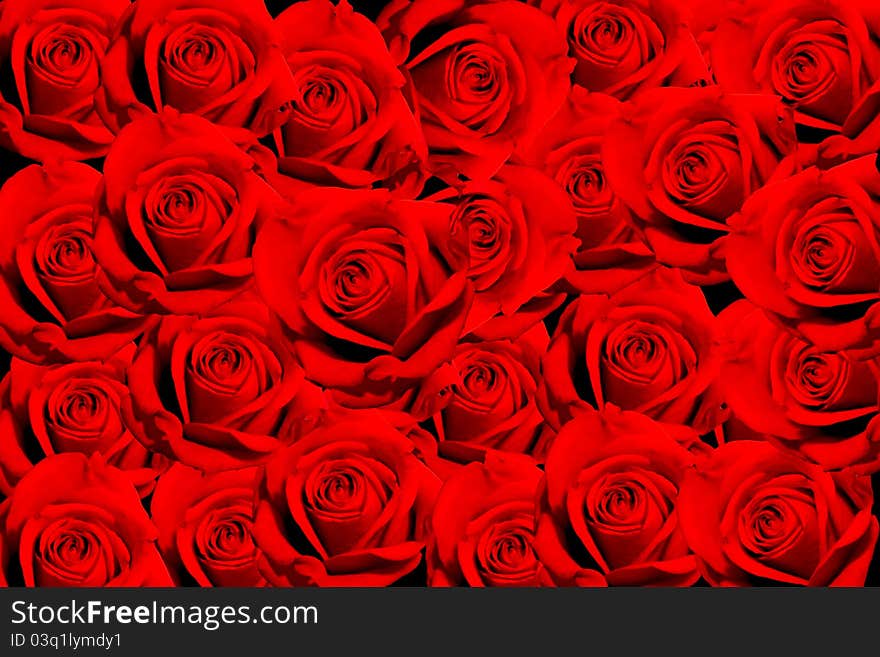 Background with red roses with selctive focus on rosebud. Background with red roses with selctive focus on rosebud