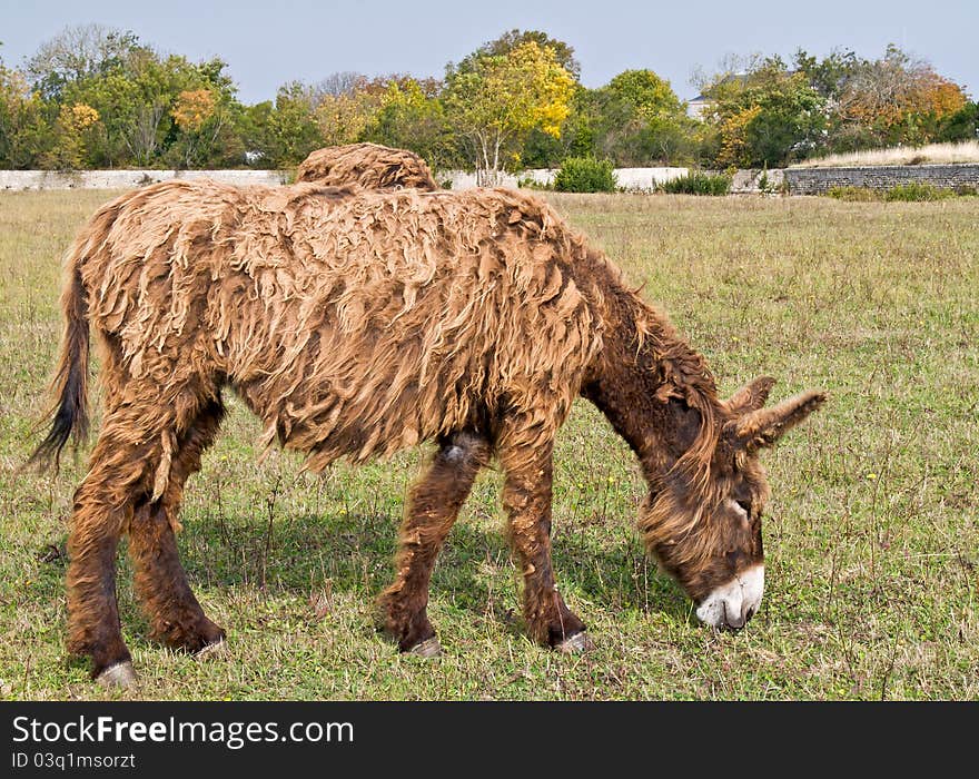 Dreadlocks donkey