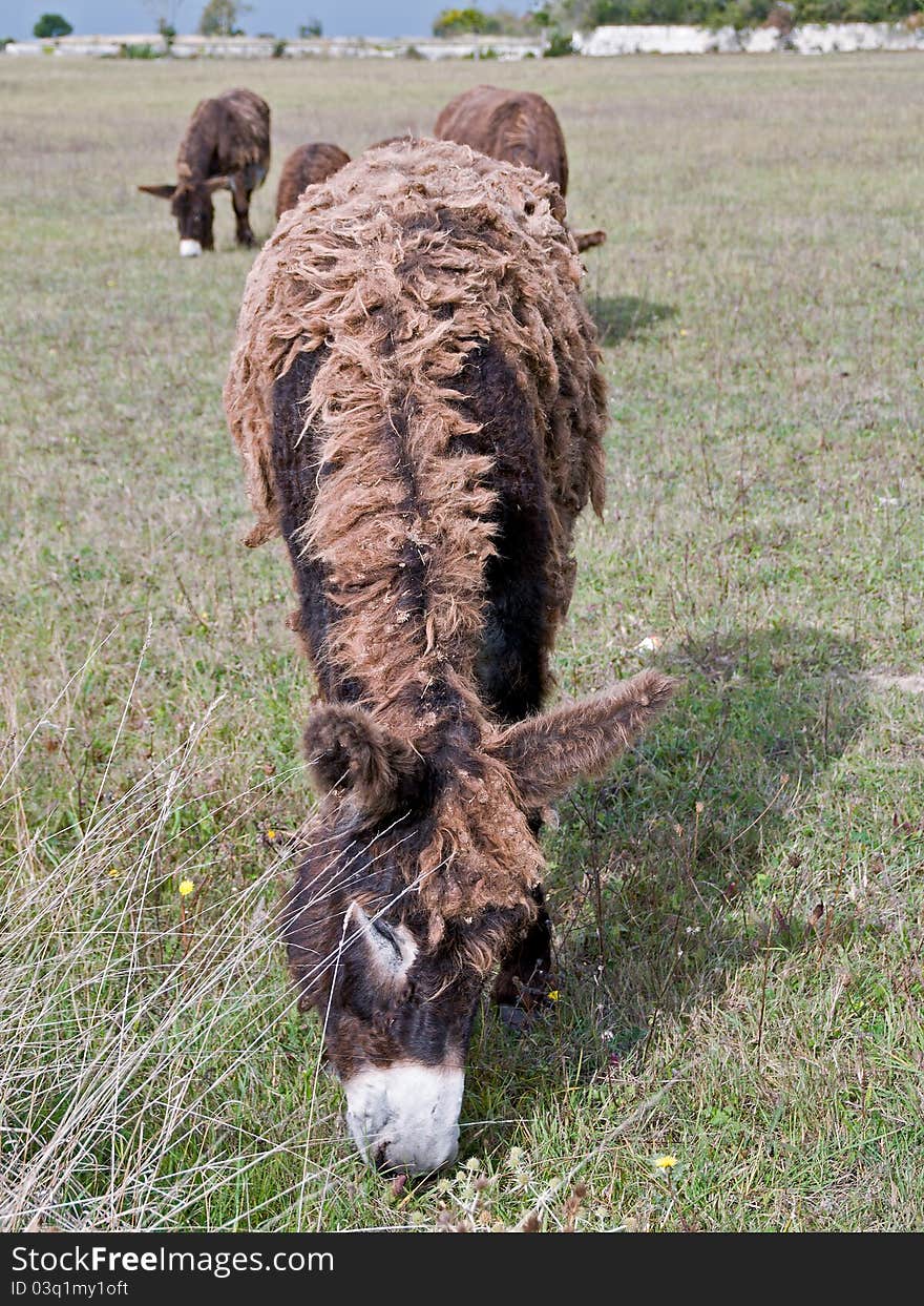 Dreadlocks donkey