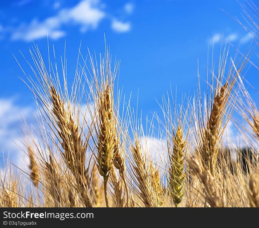 Golden wheat growing in the Palouse Country of Northern Idaho reaching to the sky. Golden wheat growing in the Palouse Country of Northern Idaho reaching to the sky.