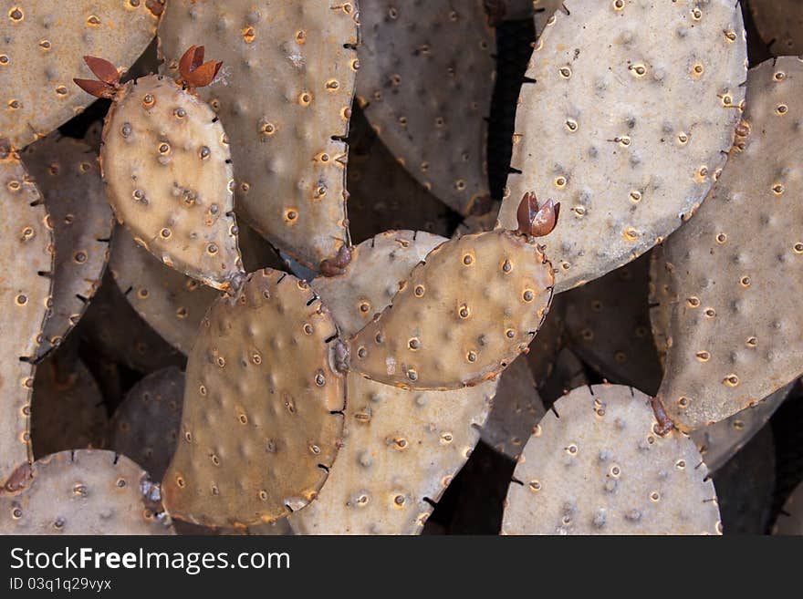 Metal Cactus