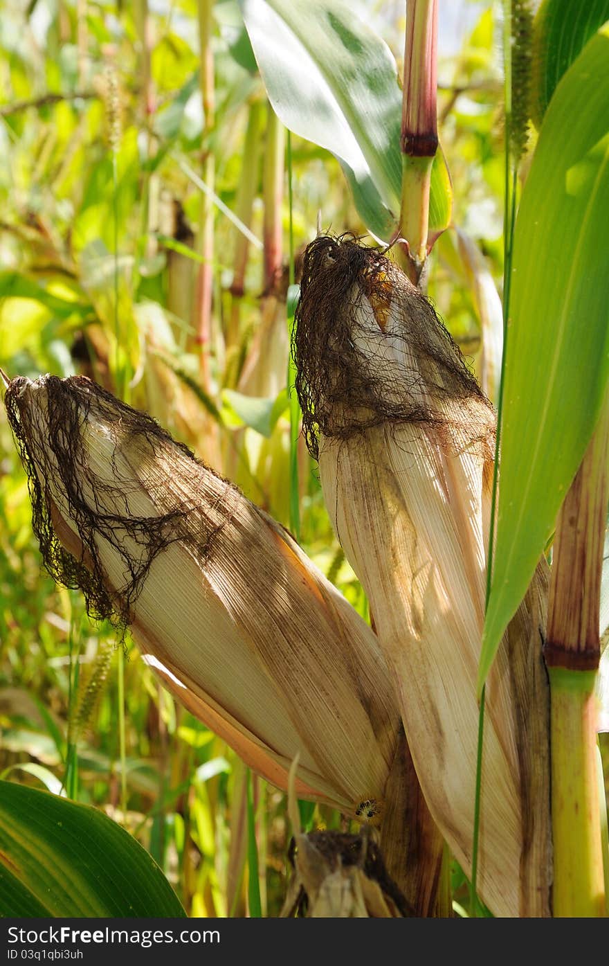 Corn ear