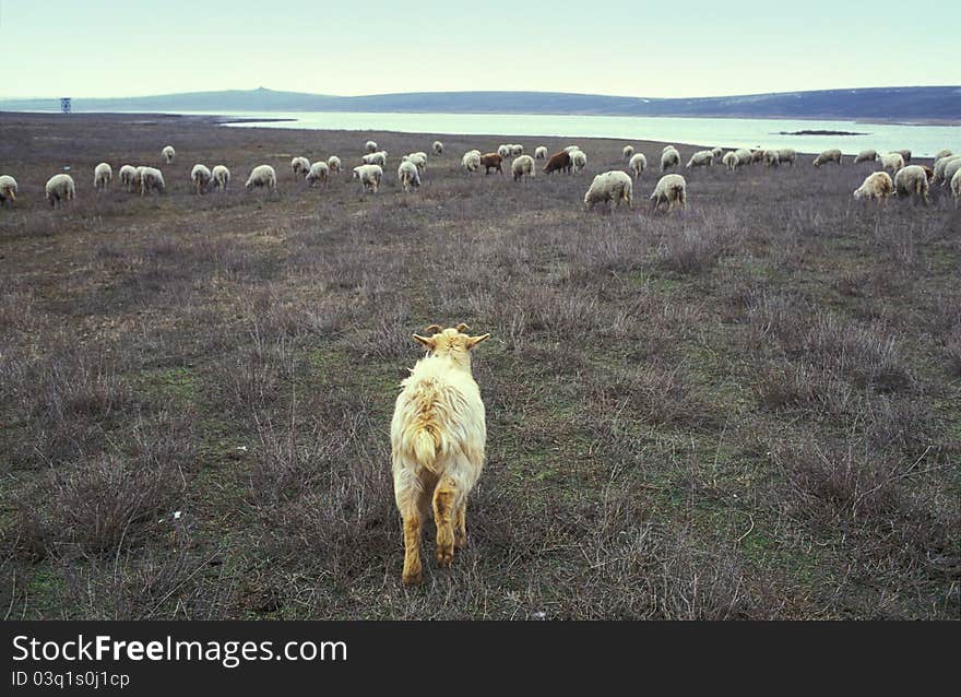 Goat and flock of sheep grazing in a field, Saraturi Murighiol, Danube Delta. Film scan.